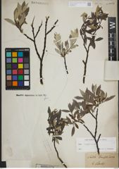 Foto von Salix lapponum L.